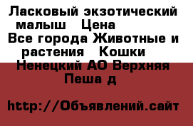 Ласковый экзотический малыш › Цена ­ 25 000 - Все города Животные и растения » Кошки   . Ненецкий АО,Верхняя Пеша д.
